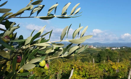 Olio